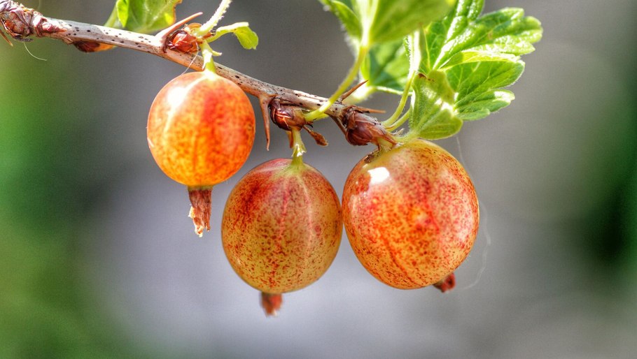 Крыжовник Колобок куст