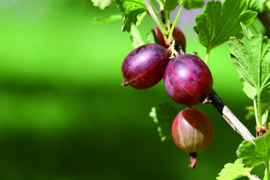 Крыжовник зеленый волосатый