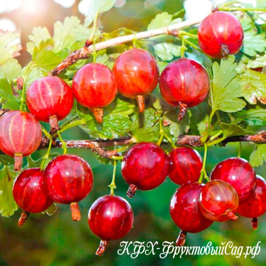 Крыжовник ласковый