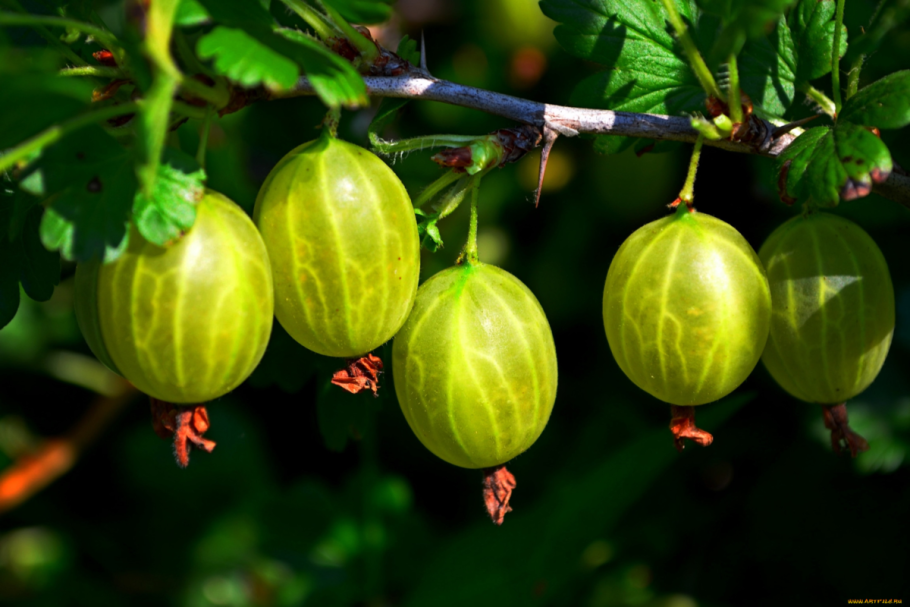 Крыжовник берилл