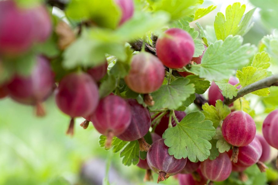 Крыжовник Консул