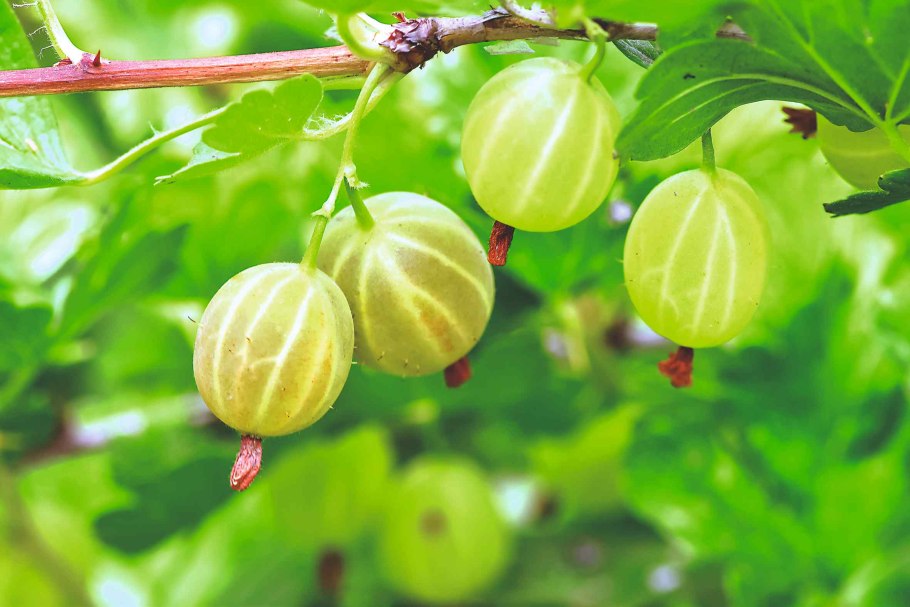 Крыжовник иглистый