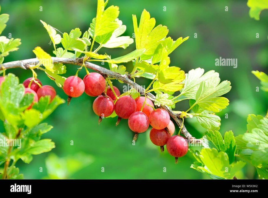 Венера сорт крыжовника