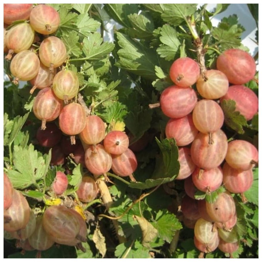 Крыжовник Грушенька