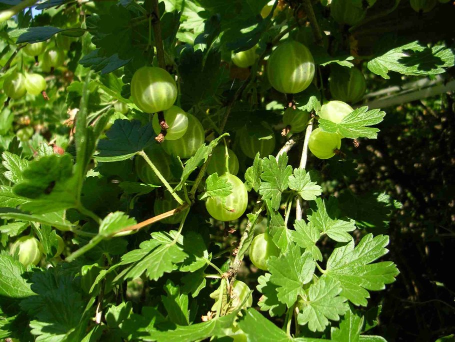 Крыжовник моченый