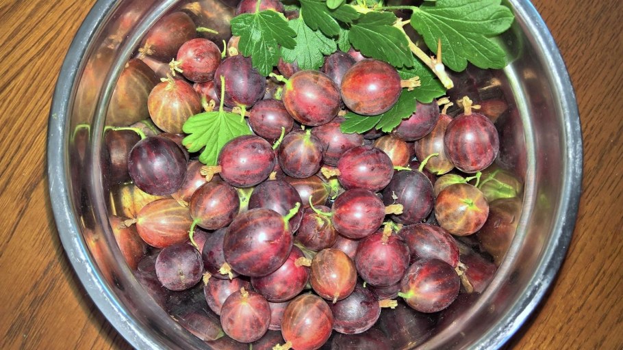 Крыжовник сорт Садко