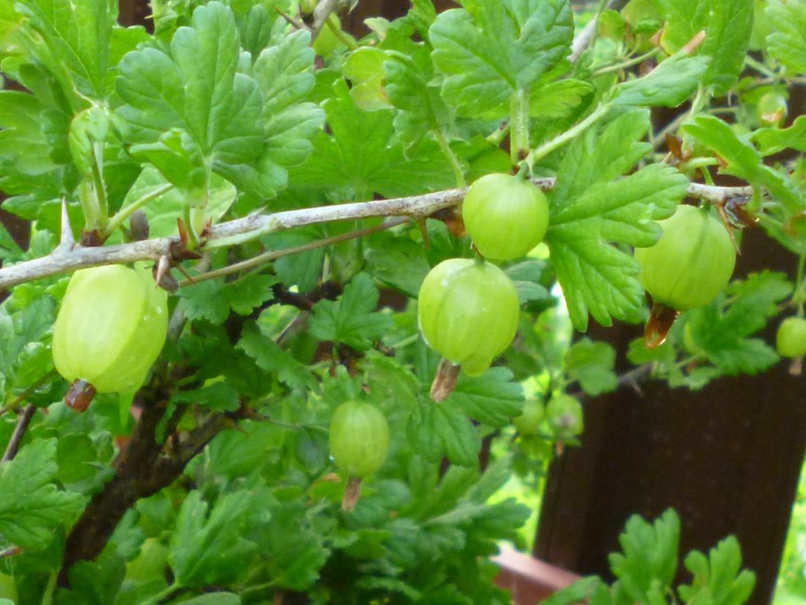 Агрус крыжовник