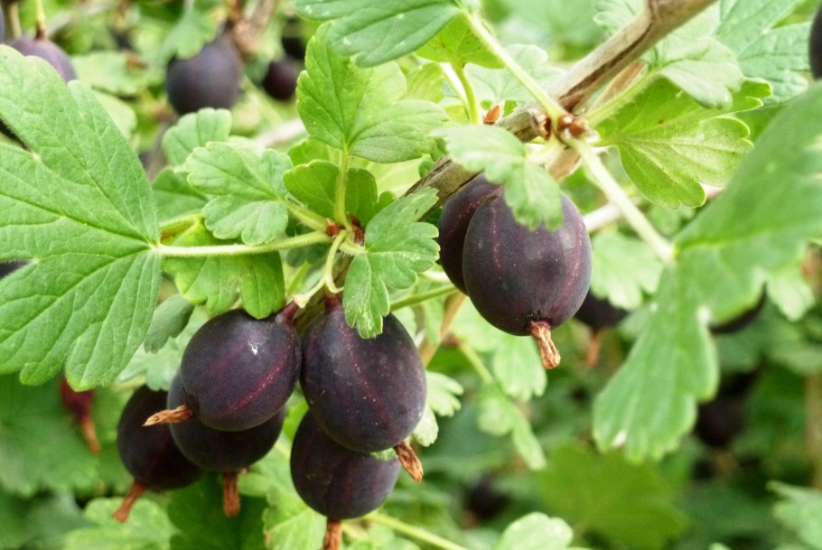 Агрус ягода