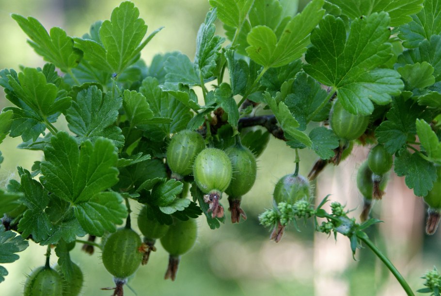 Крыжовник Гранд