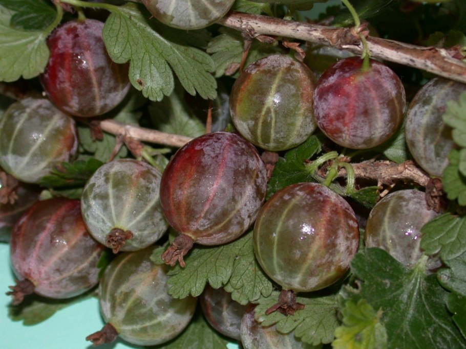 Крыжовник Уральский бесшипный