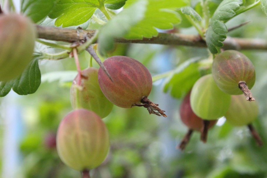 Крыжовник Северный виноград