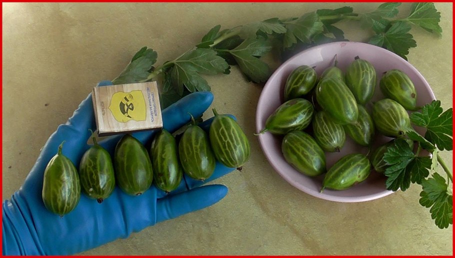 Крыжовник иглистый