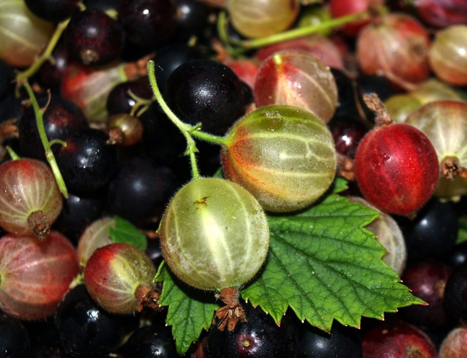 Черная смородина сорт Дачница