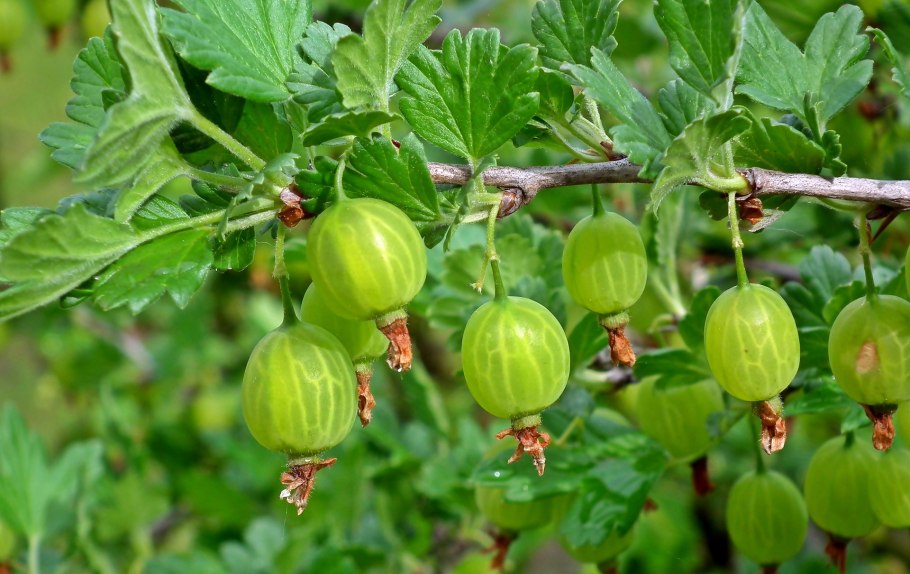 Крыжовник Арлекин