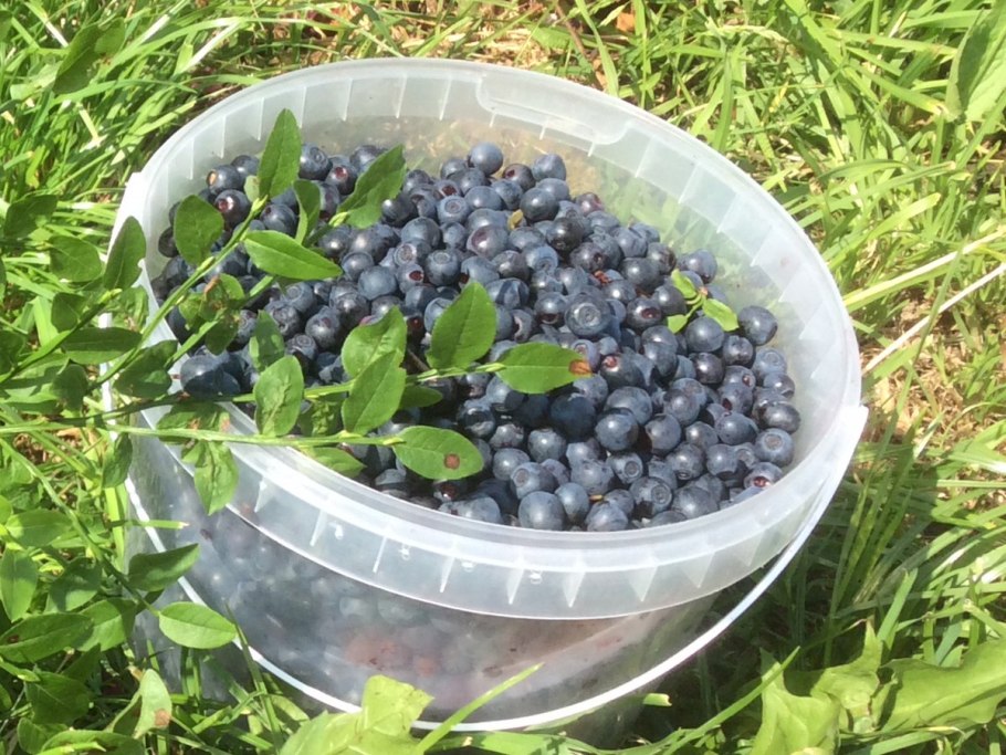 Цикл размножения покрытосеменных растений