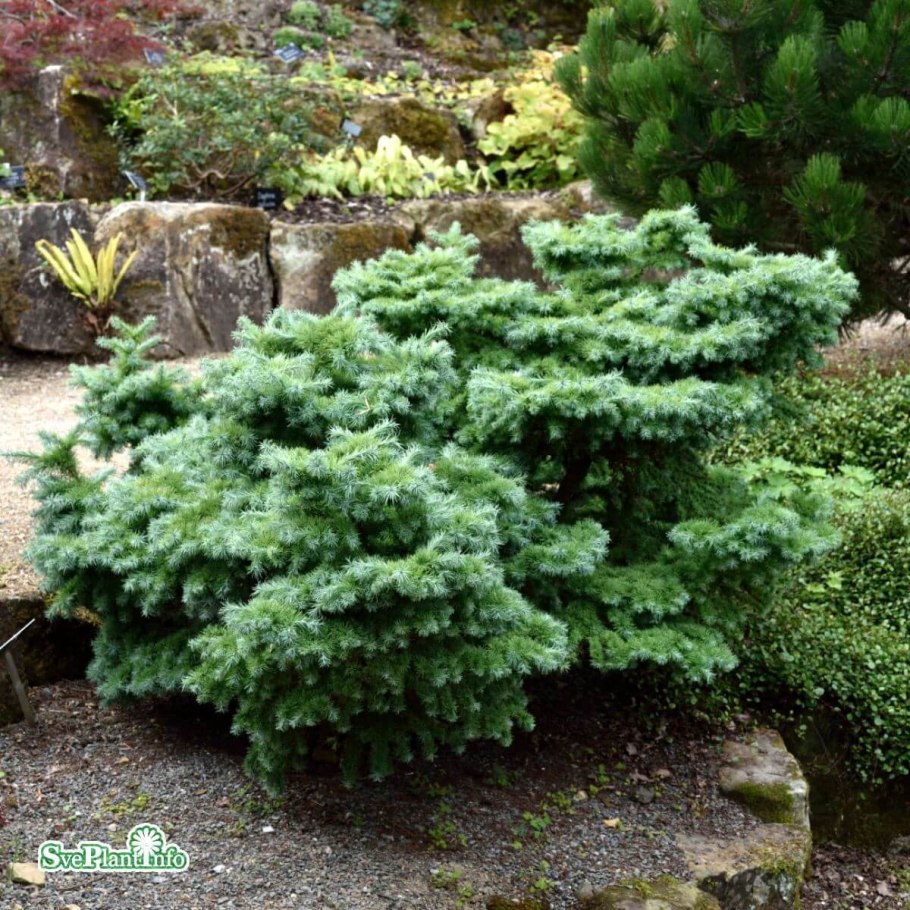 Larix kaempferi Blue Dwarf лиственница
