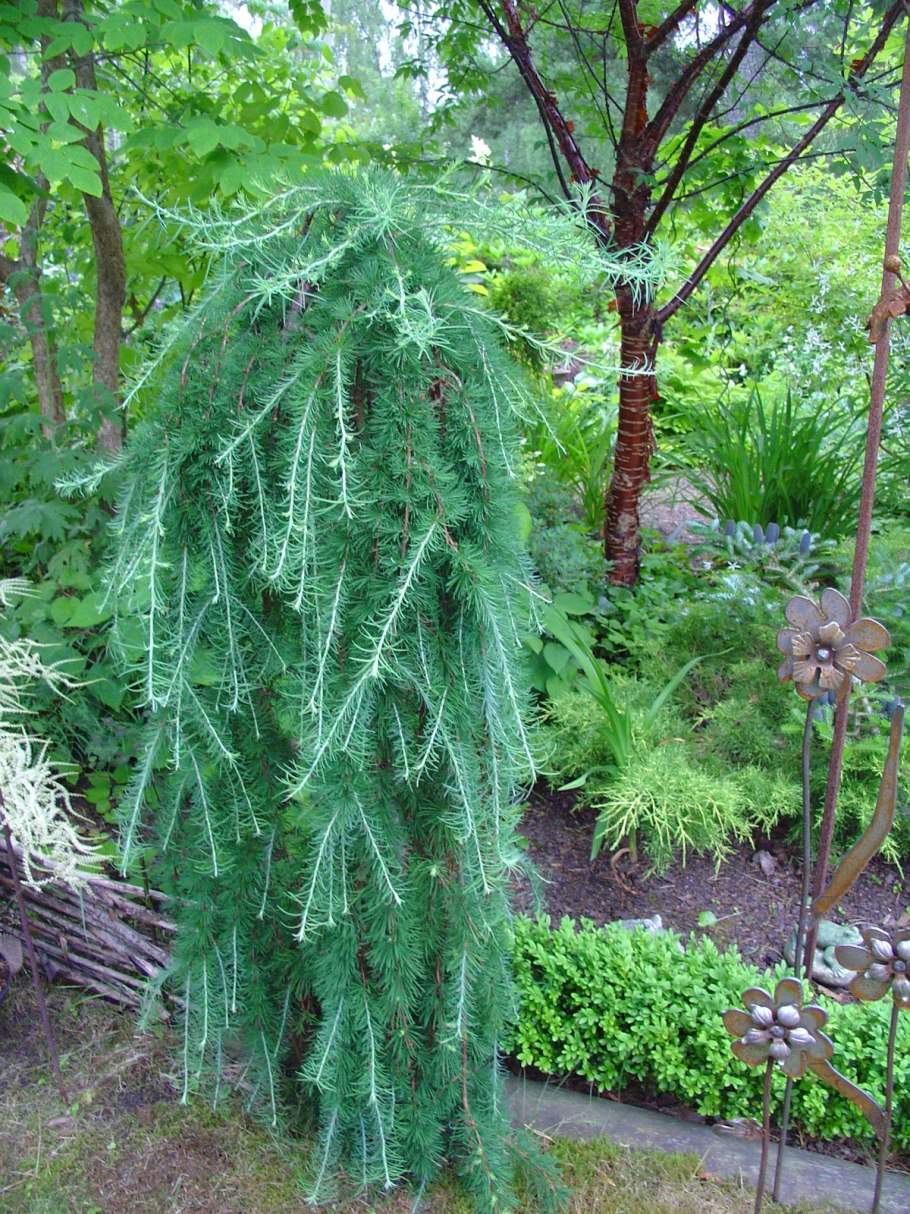 Larix kaempferi stiff Weeping