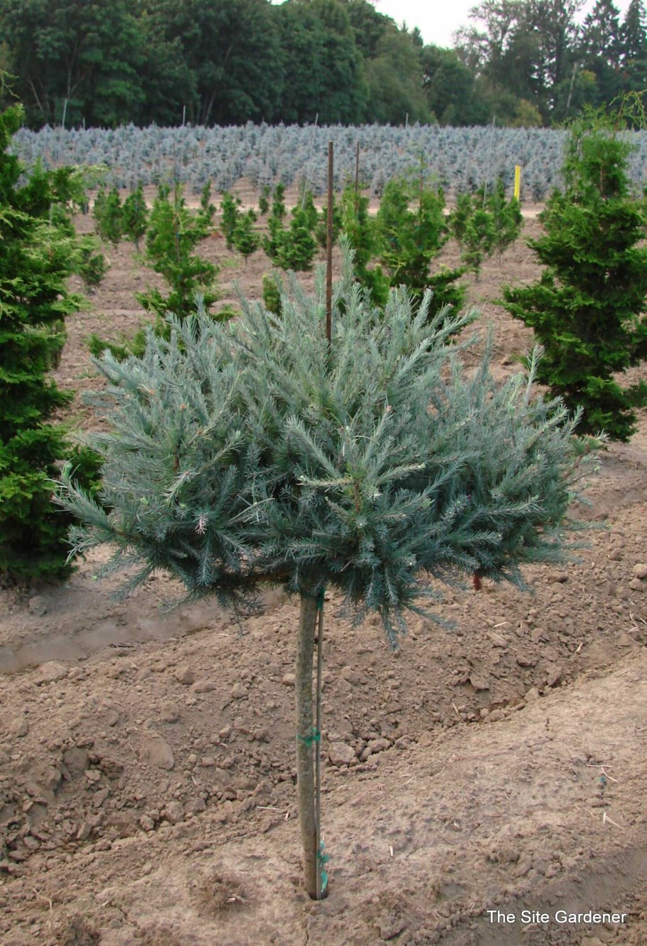 Larix laricina Blue sparker (лиственница американская)