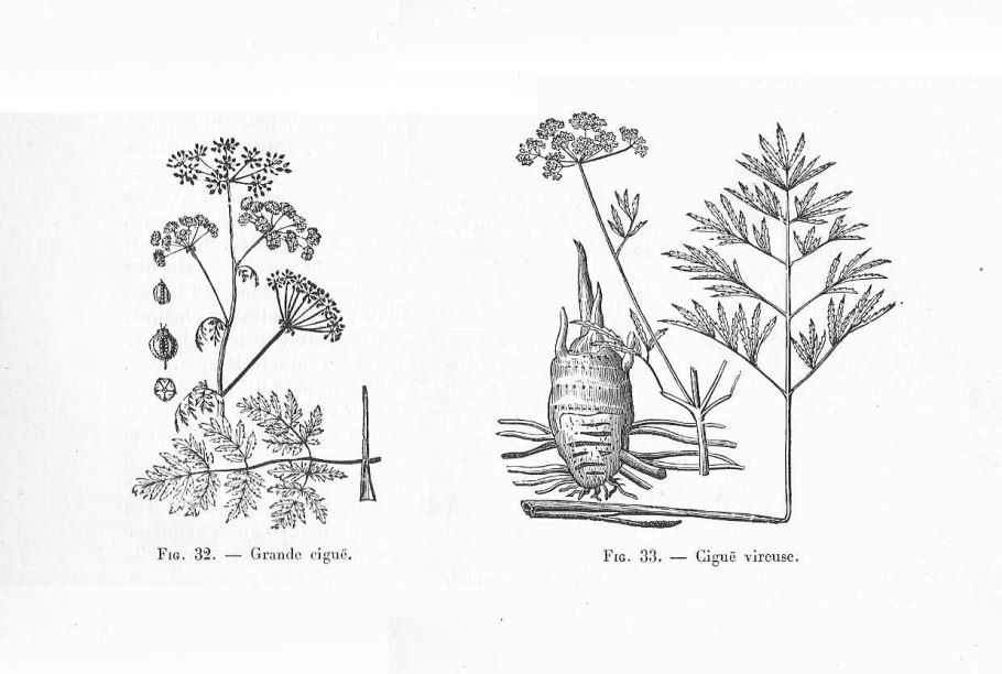 Болиголов пятнистый (Conium maculatum l.)