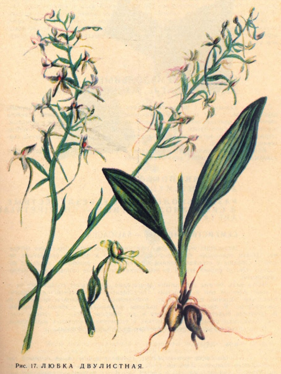 Platanthera bifolia