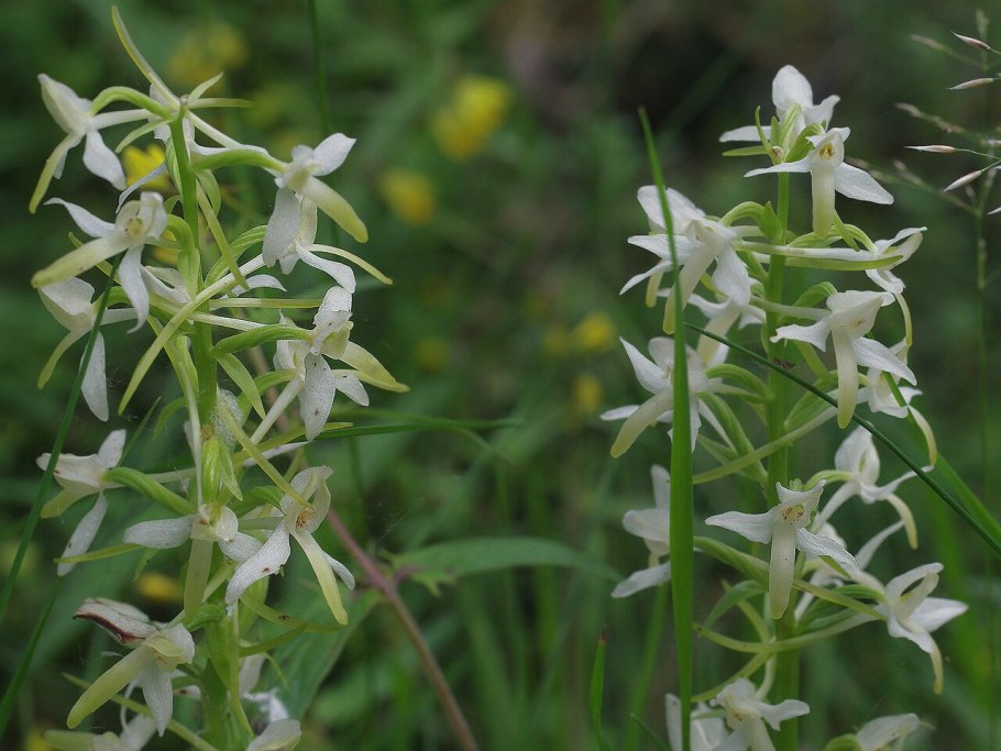 Любка двулистная (Platanthera bifolia)