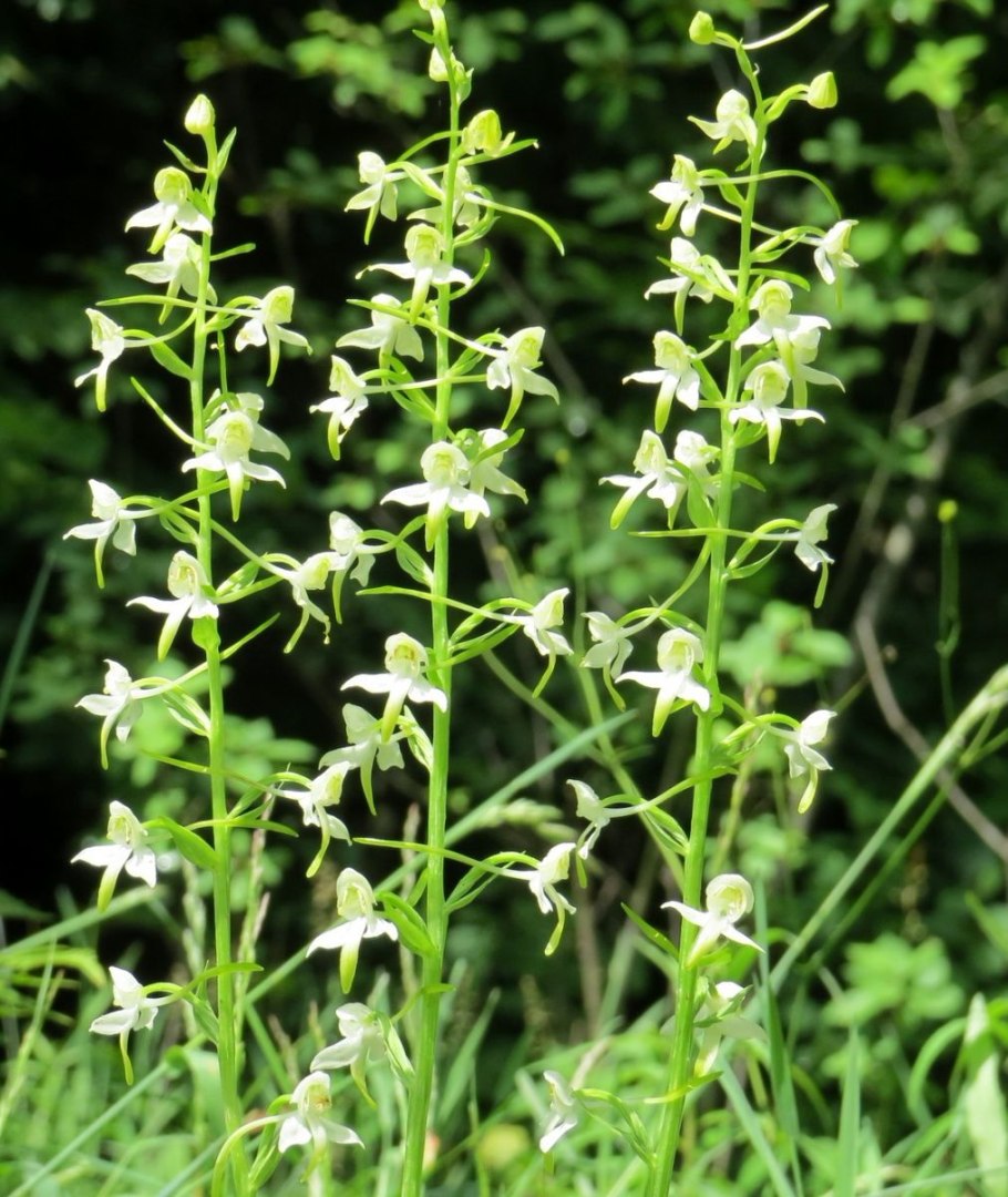 Platanthera chlorantha