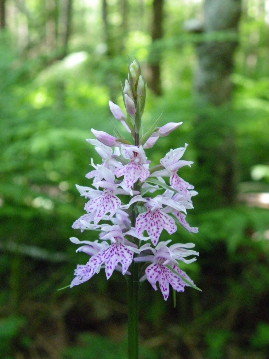 Любка двулистная (Platanthera bifolia)