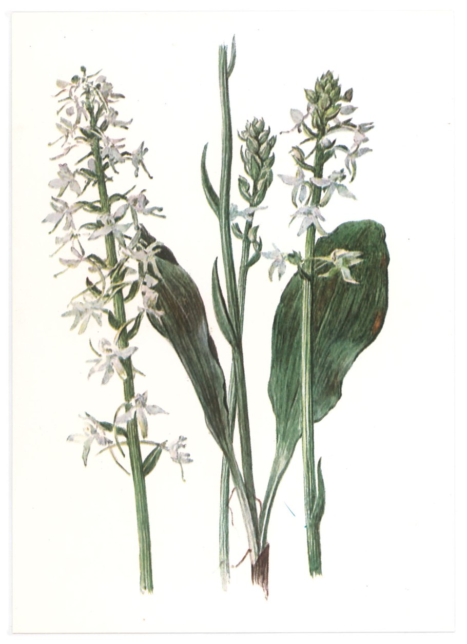 Лесная Орхидея Любка двулистная