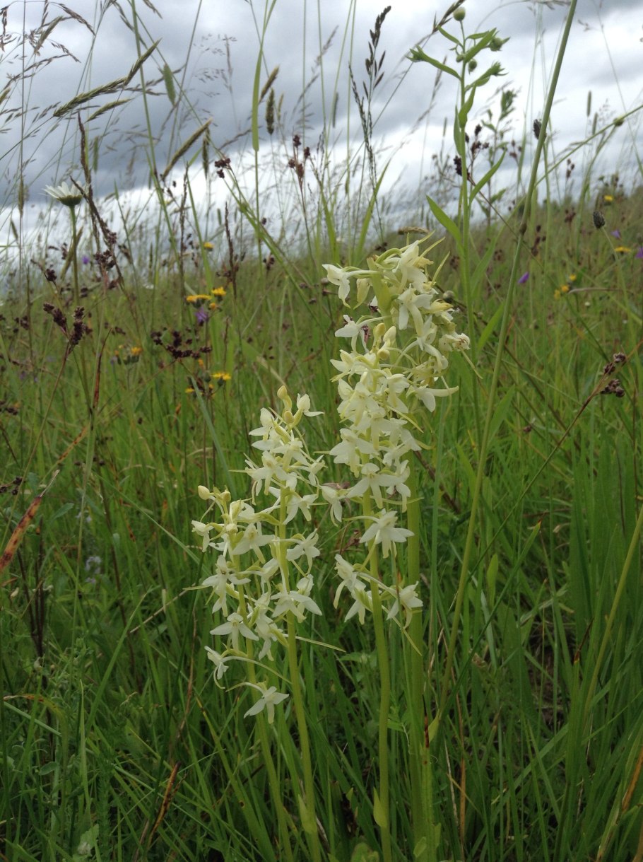 Любка ландышелистная