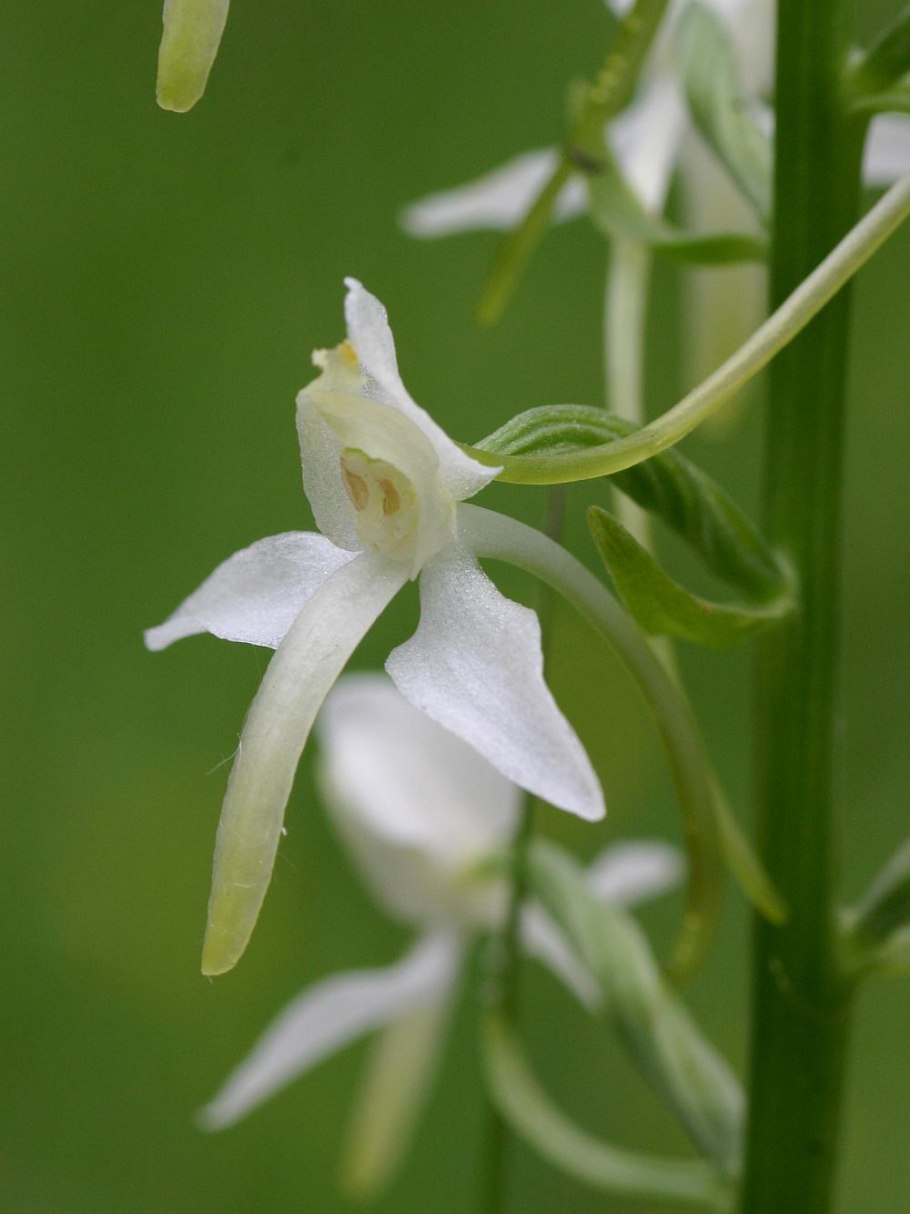 Дикая Орхидея Любка