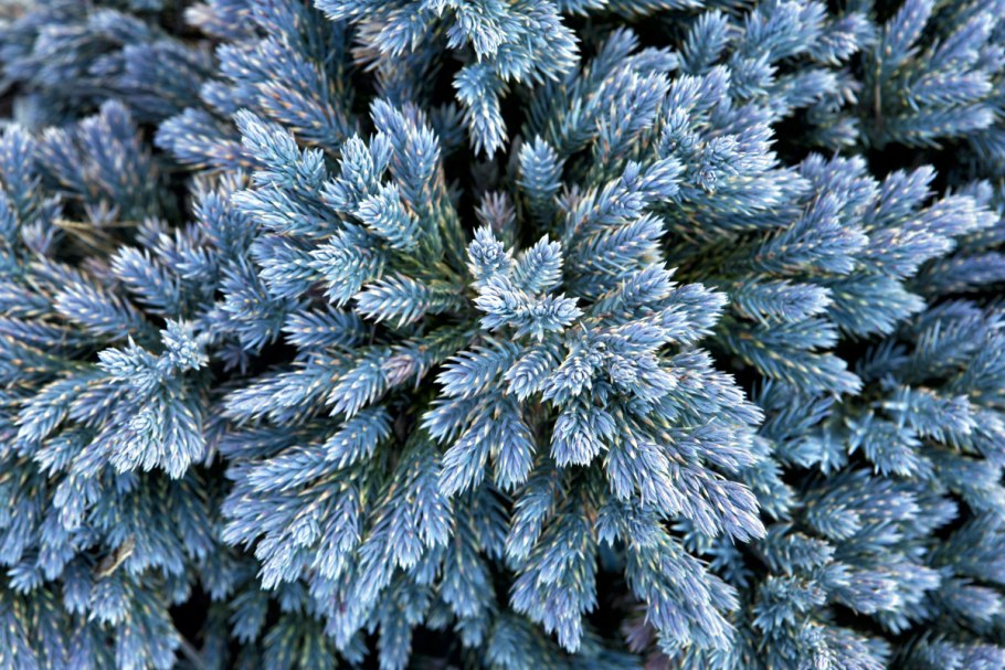 Можжевельник Blue Star