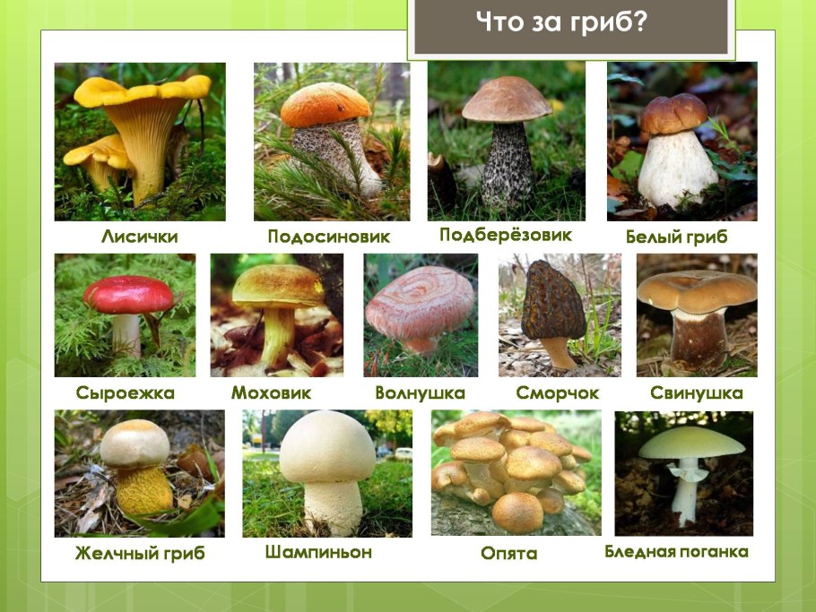 Таблица ядовитых грибов