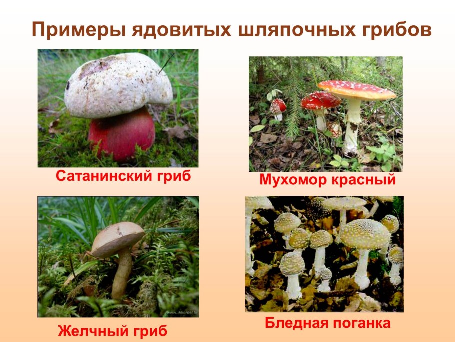 Сатанинский гриб , мухомор , бледная поганка