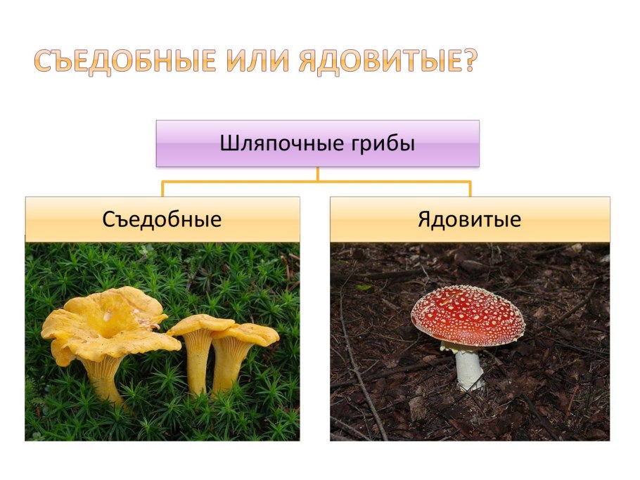 Ядовитые Шляпочные грибы