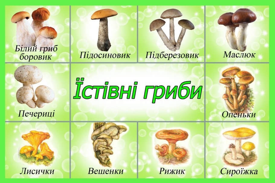 Грибы съедобные и несъедобные рисунки с названиями