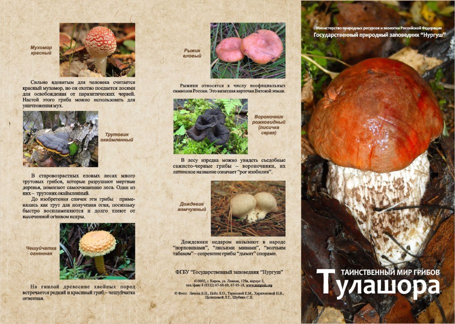 Буклет съедобные и ядовитые грибы