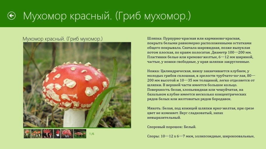 Ядовитые грибы мухомор красный рассказ