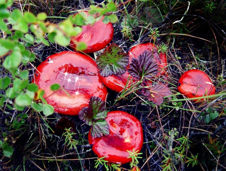 Сыроежка остроедкая (Rússula Sardónia)