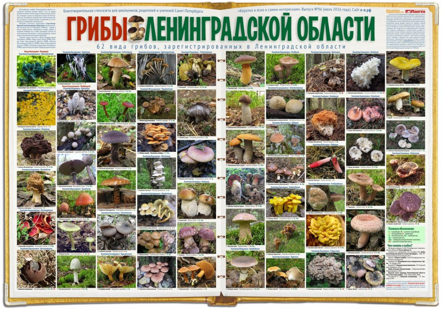 Разнообразие природы Ленинградской области