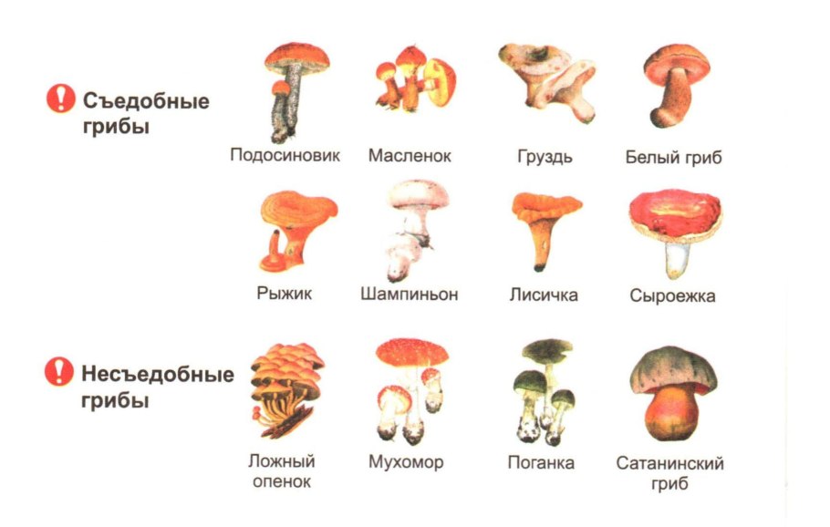 Рисунки съедобных грибов и несъедобных грибов с названиями