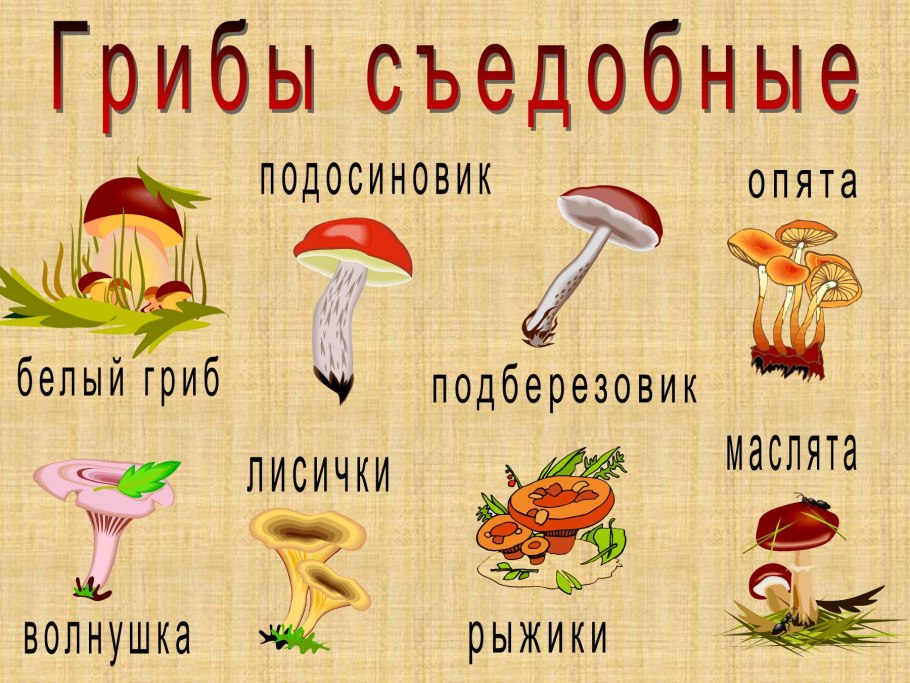 Грибы названия