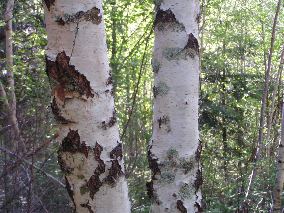 Береза пушистая Betula pubescens