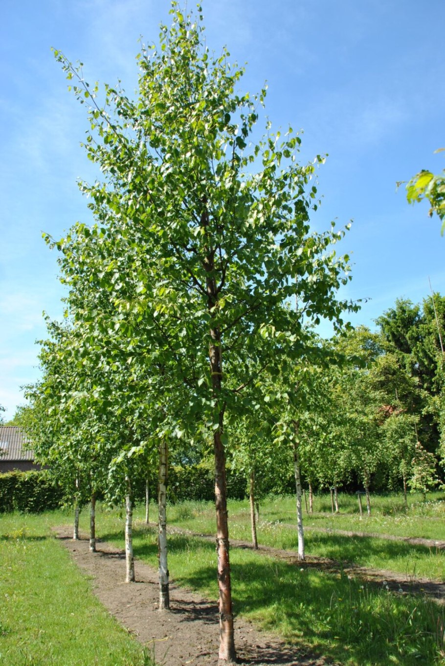 Береза (Betula)