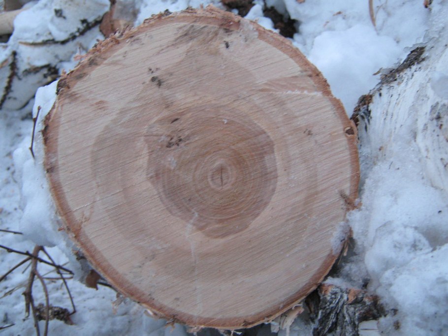 Берёза бородавчатая и берёза пушистая