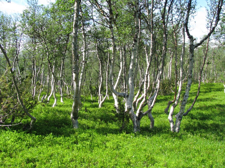 Берёза пушистая Betula pubescens Ehrh.