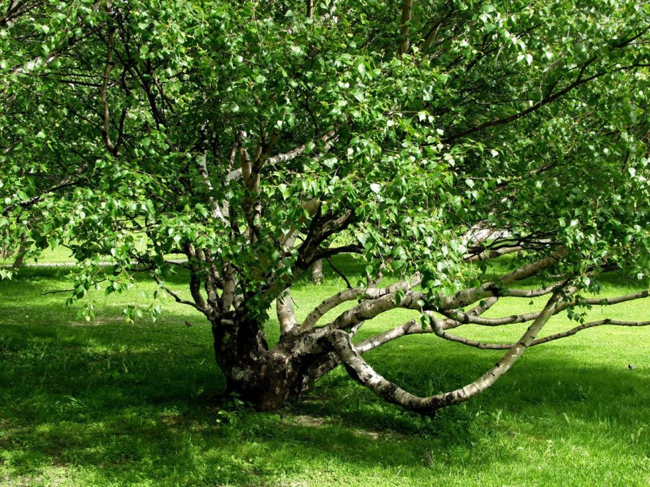 Береза пушистая листья