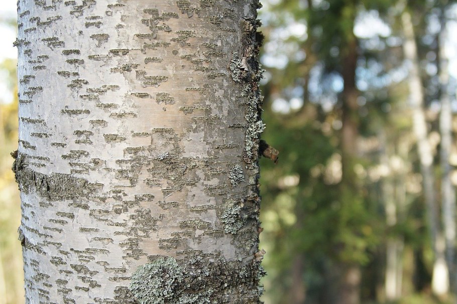 Береза обыкновенная (Betula Alba)