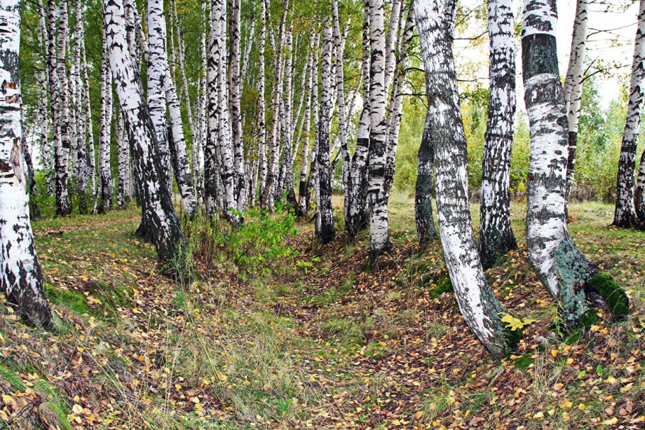Betula pubescens осень