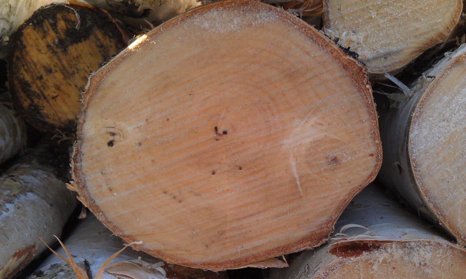 Берёза повислая далекарлийская