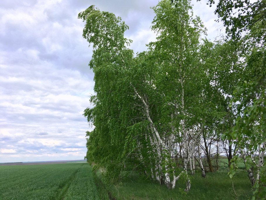 Береза повислая Тристис